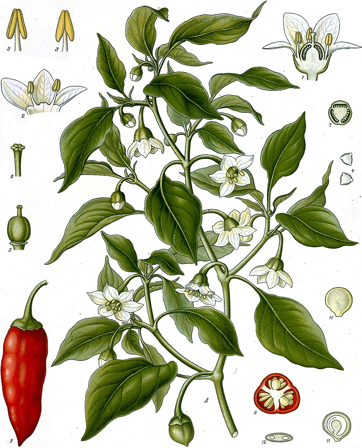 https://upload.wikimedia.org/wikipedia/commons/thumb/d/d2/Capsicum_annuum_-_K%C3%B6hler%E2%80%93s_Medizinal-Pflanzen-027.jpg/1200px-Capsicum_annuum_-_K%C3%B6hler%E2%80%93s_Medizinal-Pflanzen-027.jpg