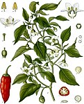 Capsicum annuum — Перец овощной