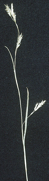 File:Carex capillaris NRCS-1.jpg