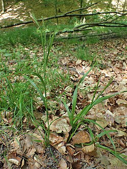 Carex strigosa kz02.jpg