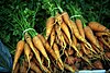 Carrots with stems.jpg