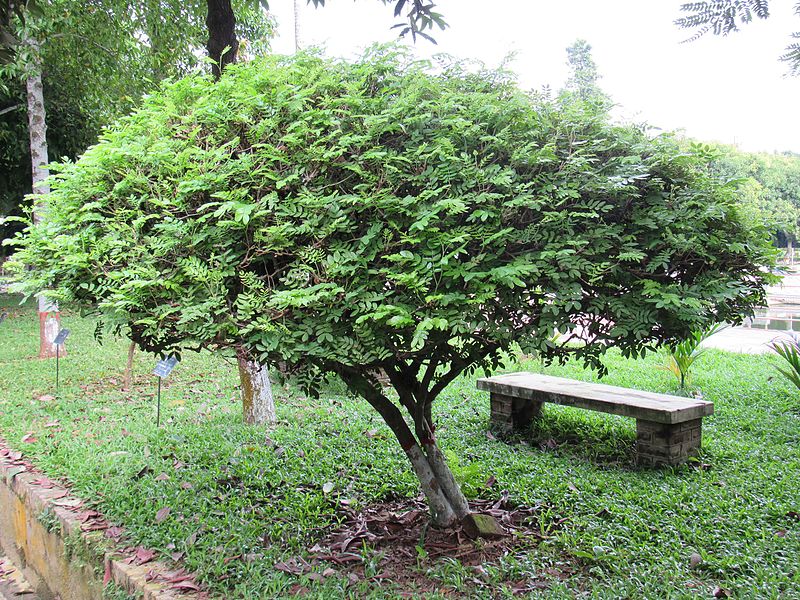 File:Cassia favanica (Pink shower) tree in RDA, Bogra 02.jpg