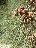 Miniatura per Casuarina cunninghamiana