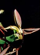 Catasetum aripuanense