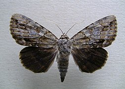 Catocala angusi