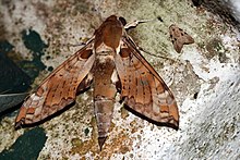 Cechenena helops helops (Sphingidae), женски (4194036644) .jpg