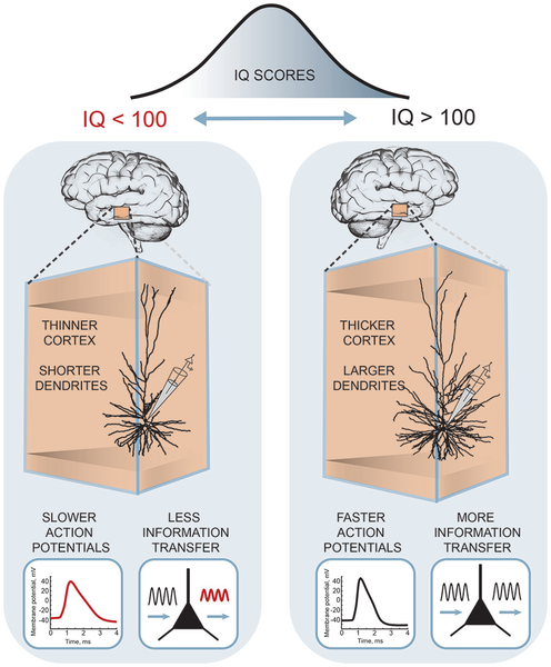 File:Cellular basis of IQ.png