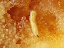 Larva of the medfly Ceratitis capitata - larvae.jpg