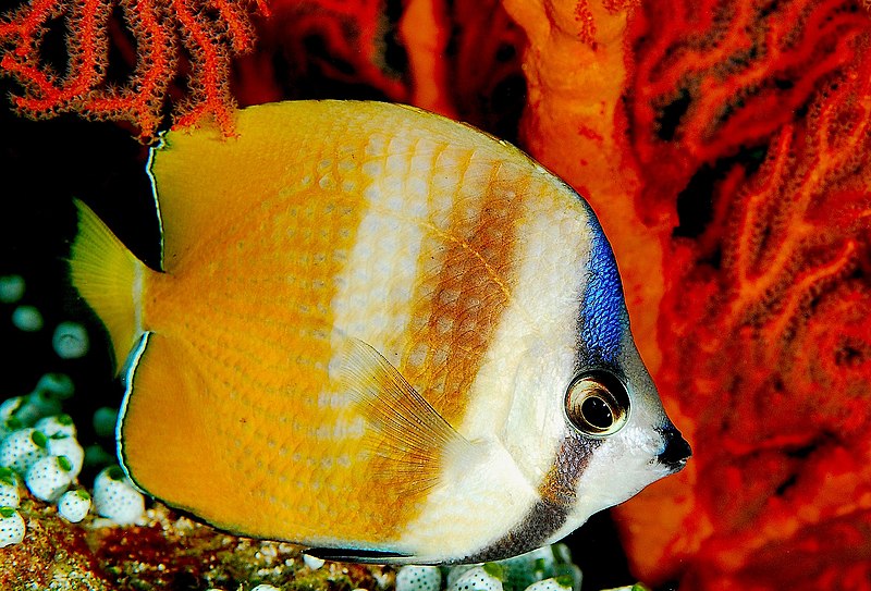 File:Chaetodon kleinii.jpg