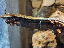 Chalcides sexlineatus (grădina zoologică din Wroclaw) -1.JPG