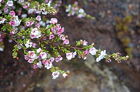 Chamelaucium ciliatum