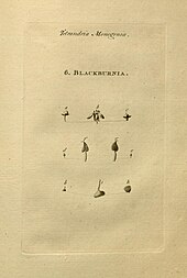 The text "Tetrandria Monogynia" and "6. Blackburnia" above ten engravings of botanical details