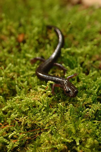 File:Cheat mountain salamander.jpg