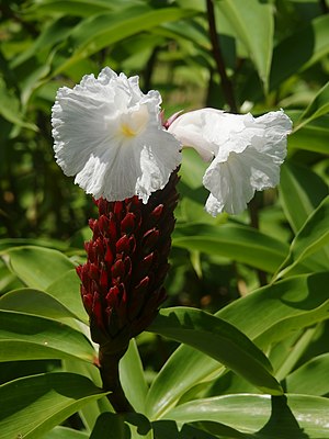 Cheilocostus Speciosus