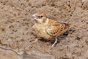 Weißwangenlerche: Stellung in der Gattung Eremopterix, Merkmale, Verbreitungsgebiet und Lebensraum