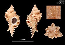 Chicomurex turschi (MNHN-IM-2012-33174).jpeg