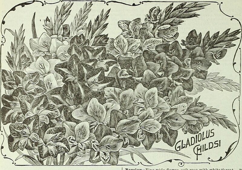 File:Childs' rare flowers, vegetables, and fruits (1908) (20419579198).jpg