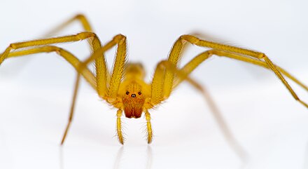 chilean spider recluse loxosceles laeta immature