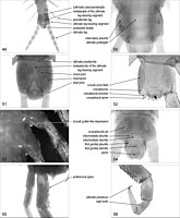 Chilopoda anatomy 49–56.jpg