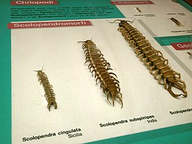Chilopodi scolopendromorfi - Museo civico di storia naturale (Milan).JPG