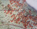 Thumbnail for File:Christmas Lichen (981412977).jpg