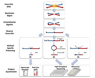 Chromosome conformation capture set of molecular biology methods used to analyze the spatial organization of chromatin in a cell