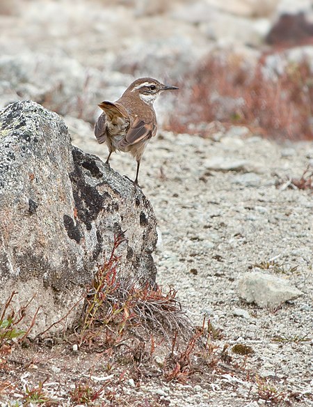 Cinclodes albidiventris