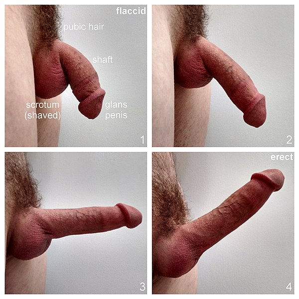 File:Circumcised human penis erection stages.jpg