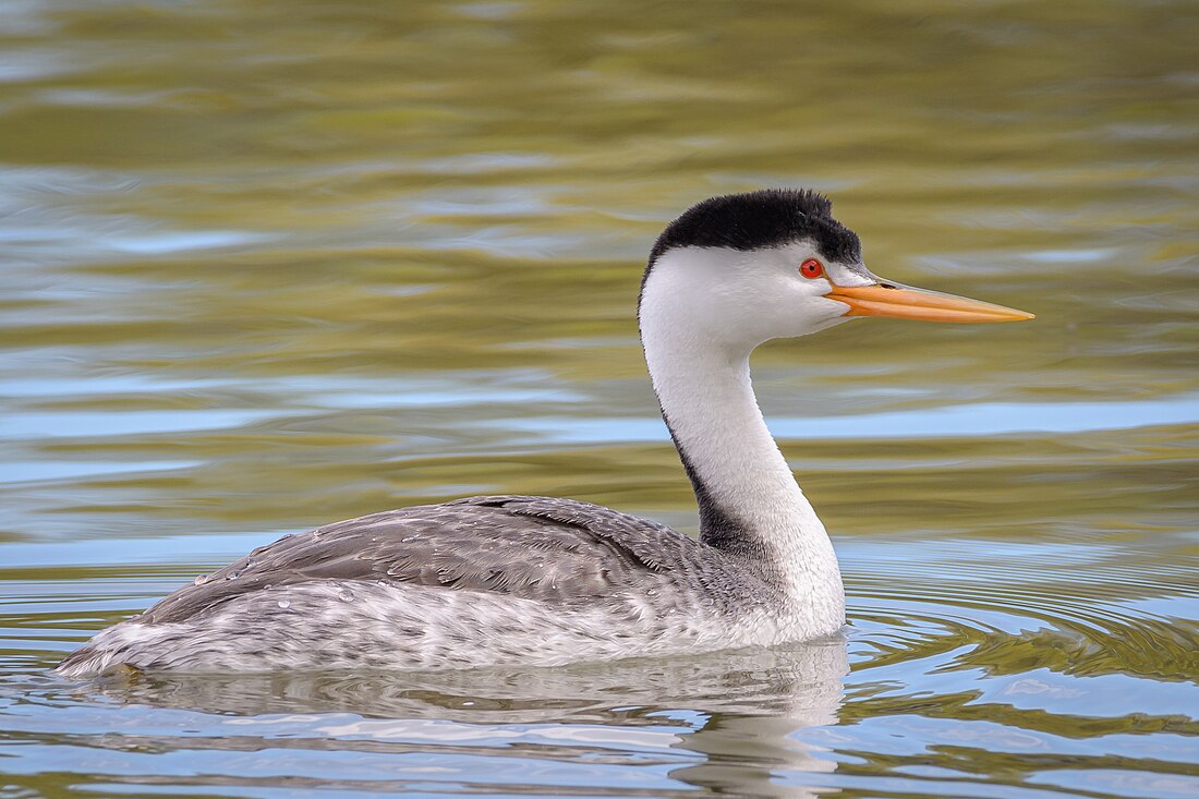 File:Clark's Grebe (27258377087).jpg