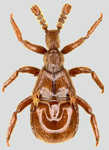 Myrmecophily in Staphylinidae