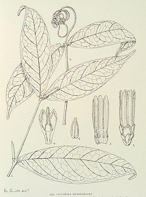 Billedbeskrivelse Clitandra membranacea-1906.jpg.