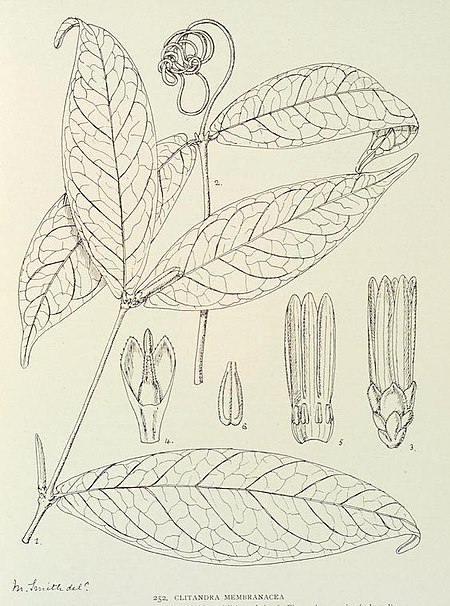Clitandra cymulosa