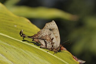 <i>Cheritrella</i> Monotypic butterfly genus in family Lycaenidae