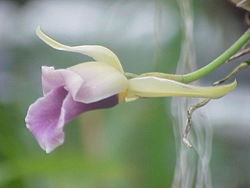 Cochleanthes discolor0.jpg