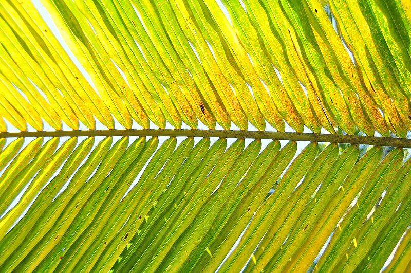 File:Coconut tree leaf yellowed.jpg