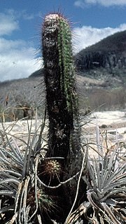 Miniatura para Coleocephalocereus purpureus