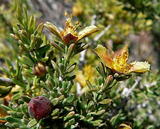 <i>Coleogyne</i> Genus of flowering plants