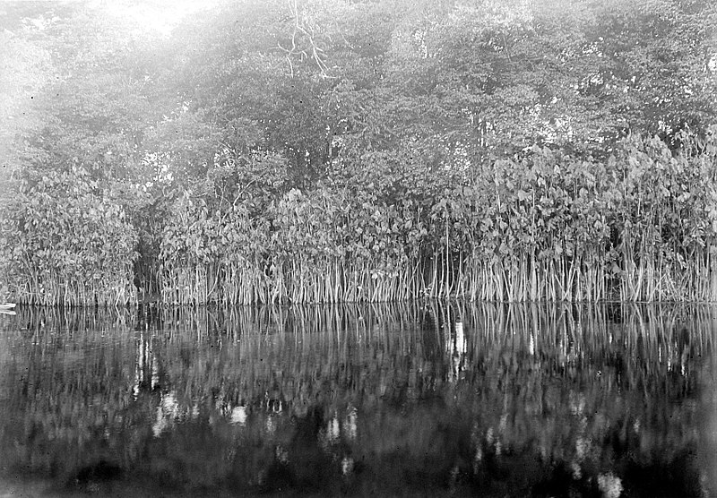 File:Collectie Nationaal Museum van Wereldculturen TM-10021256 Mangrove Nederlandse Antillen fotograaf niet bekend.jpg