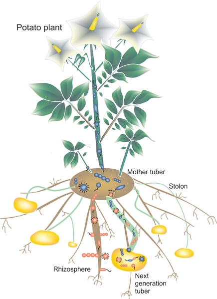 File:Colonization of potato tubers by bacteria.png