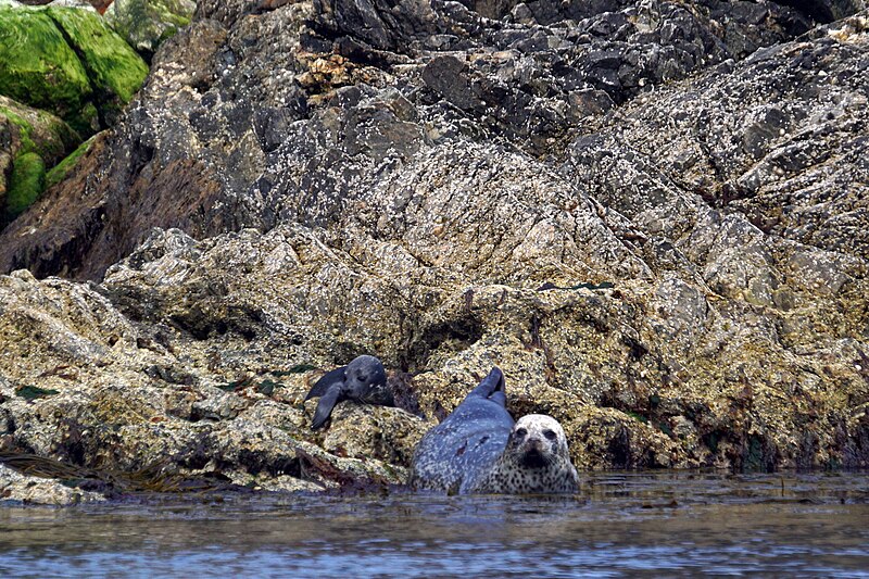 File:Common Seal (Phoca vitulina) with very young pup, Lamba, Yell Sound - geograph.org.uk - 5804942.jpg