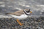 Thumbnail for Common ringed plover