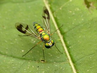 <i>Condylostylus</i> Genus of flies