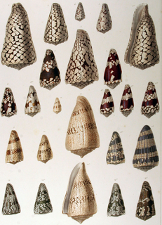 <span class="mw-page-title-main">Taxonomy of the Conoidea (Tucker & Tenorio, 2009)</span> Classification of cone snails and allies