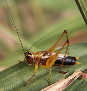 <i>Conocephalus nigropleurum</i> Species of cricket-like animal