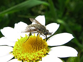 Conophorus virescens