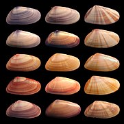 An enormous amount of phenotypic variation exists in the shells of Donax varabilis, otherwise known as the coquina mollusc. This phenotypic variation is due at least partly to genetic variation within the coquina population.