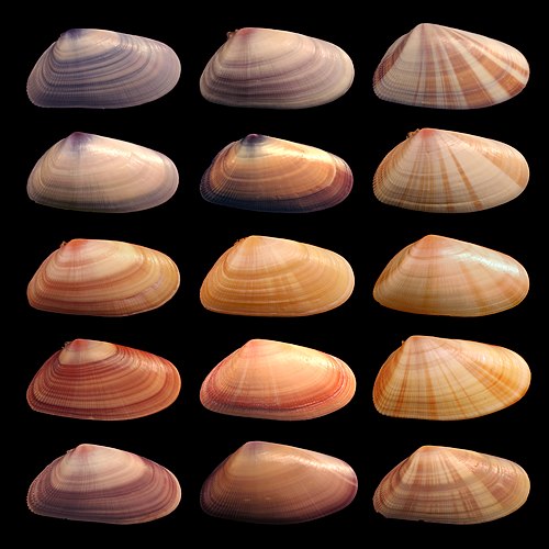 The shells of individuals within the bivalve mollusk species Donax variabilis show diverse  coloration and  patterning in their phenotypes.