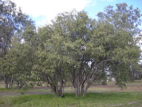 Bildebeskrivelse Cordia sinensis trees.jpg.