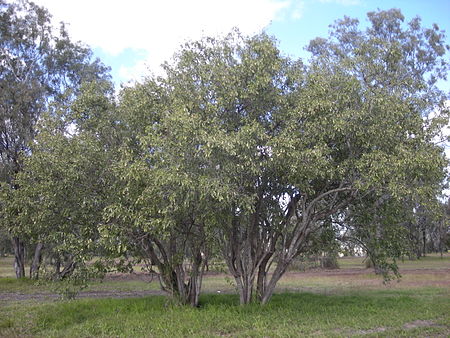 Tập_tin:Cordia_sinensis_trees.jpg
