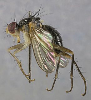 <i>Cordilura albipes</i> species of fly